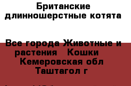 Британские длинношерстные котята - Все города Животные и растения » Кошки   . Кемеровская обл.,Таштагол г.